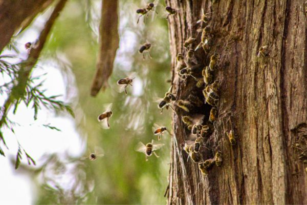bees flying around tree