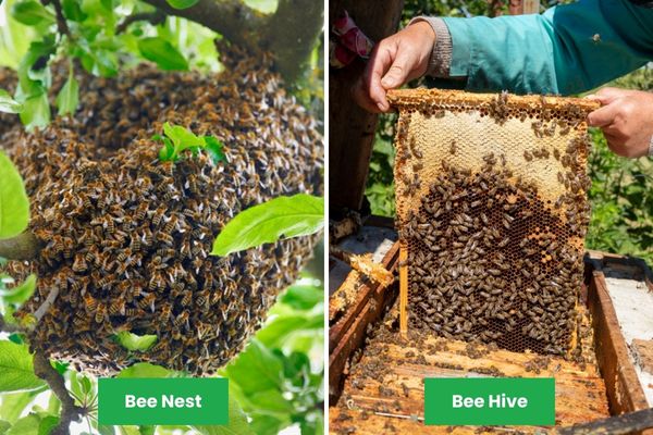 bee nest vs hive