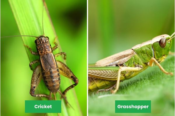 crickets vs grasshopper