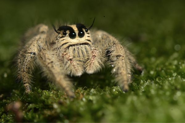 jumping spider