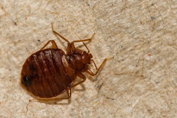 bed bug on a floor