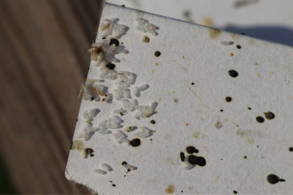 bed bug damage