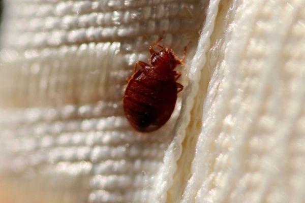 bed bug on fabric