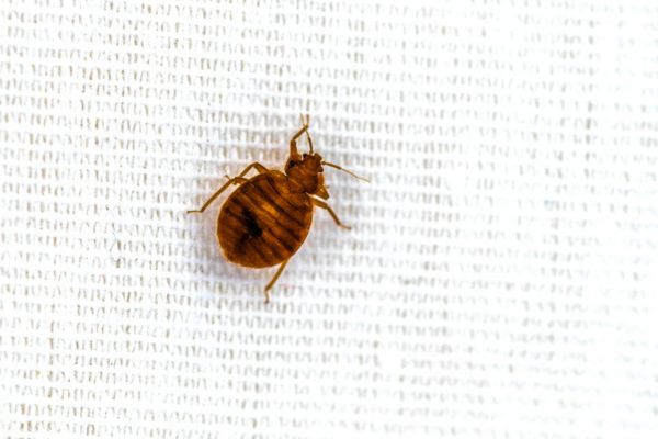 bed bug