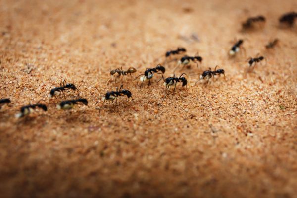 ant colony