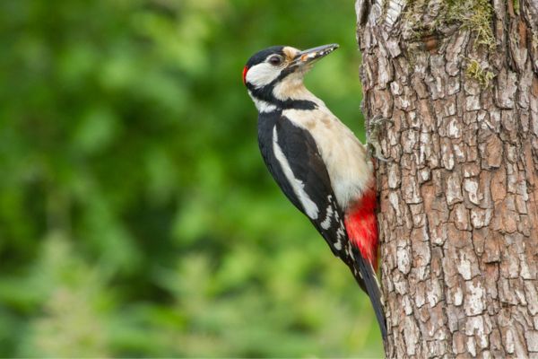 woodpecker