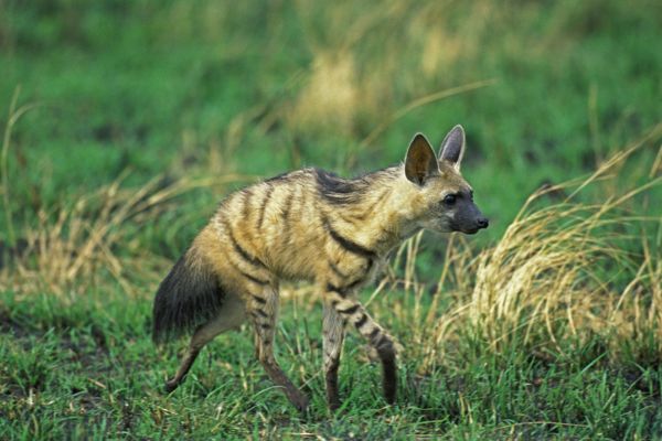 African hyena