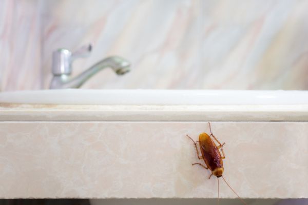 cockroach in bathroom