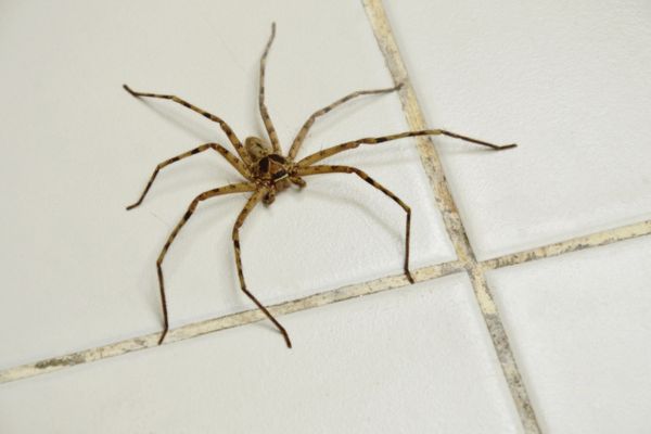 spider on tiled floor