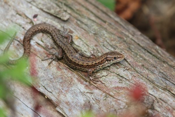 lizard on log