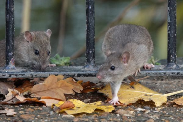Rat crawling through gate
