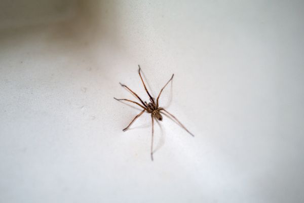 spider on white background
