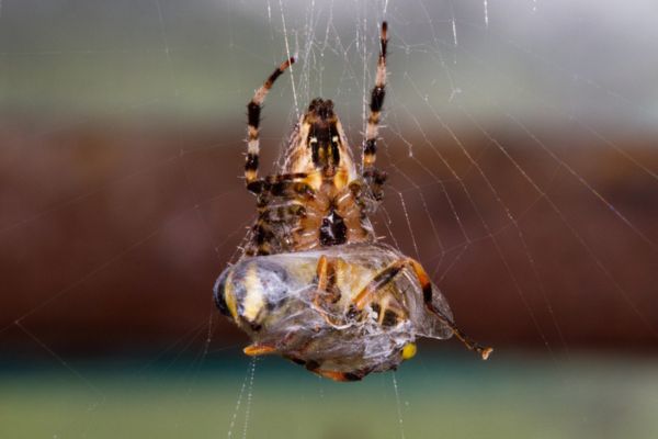 spiders in a web with insects