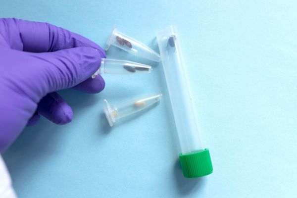 Forensic entomology in other investigations