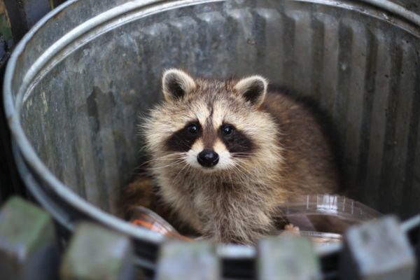 racoon in a trash can