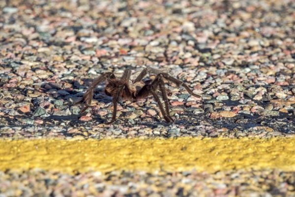 tarantula on ground