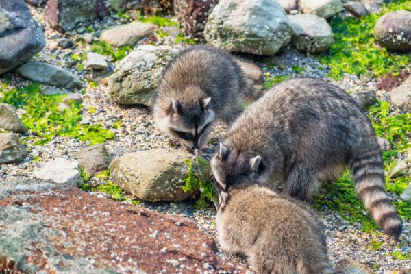 raccoons around greenery