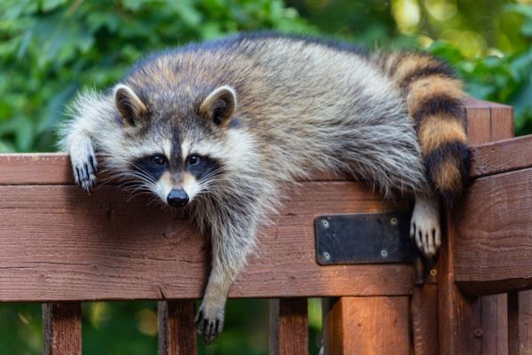 raccoon lying on a gate