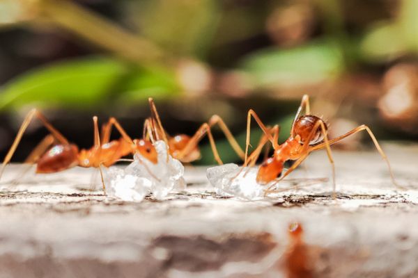 colony of tawny crazy ants