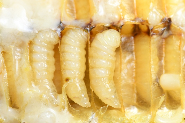 bee-larva