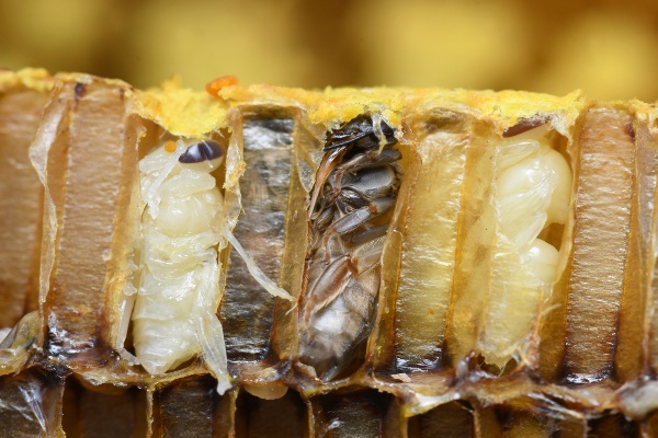 bee-pupa
