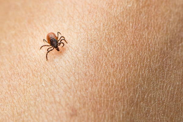 Black-legged tick