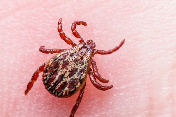 Gulf coast tick on skin