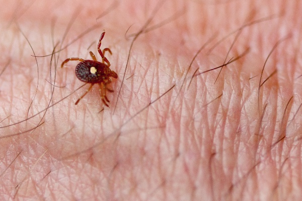lone star tick on skin