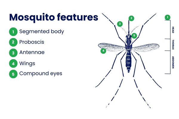 Mosquito anatomy features