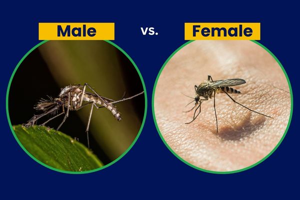 Male vs Female mosquito
