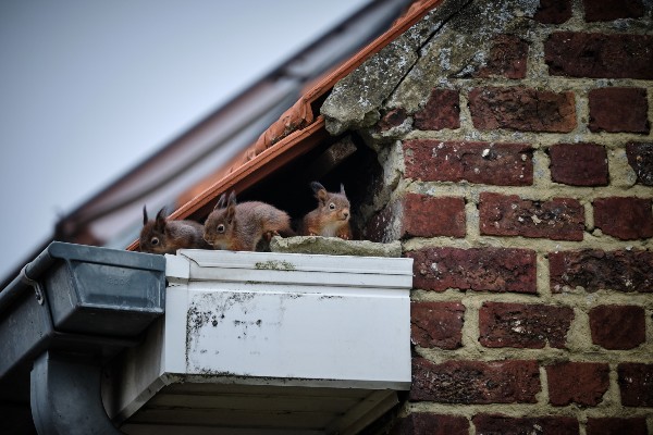 squirrels in roof