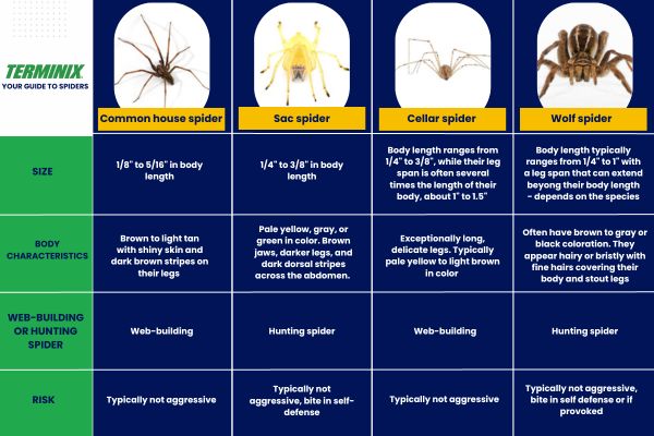 spider comparison chart