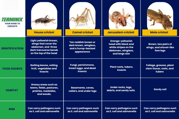 guide to crickets