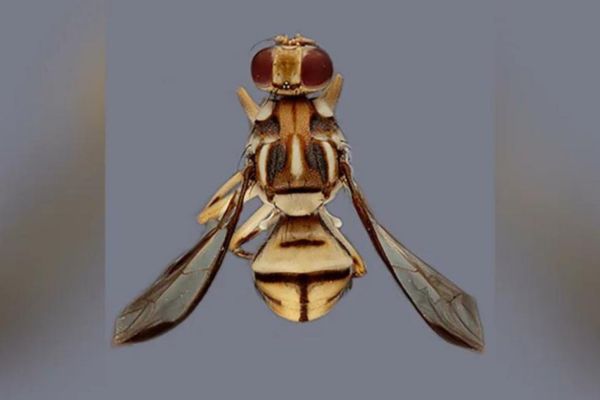 Tau Fruit Fly