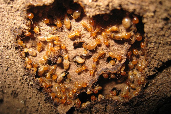 termites