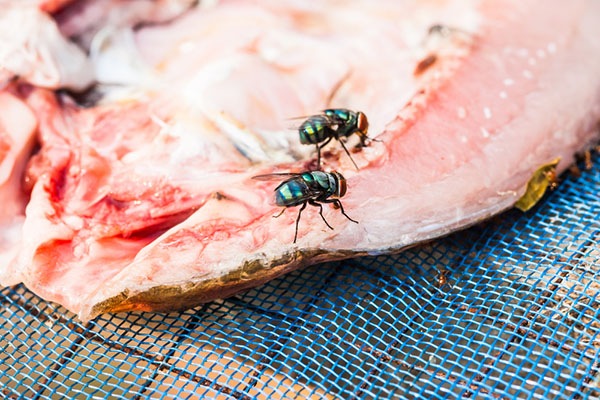Flies on fish meat