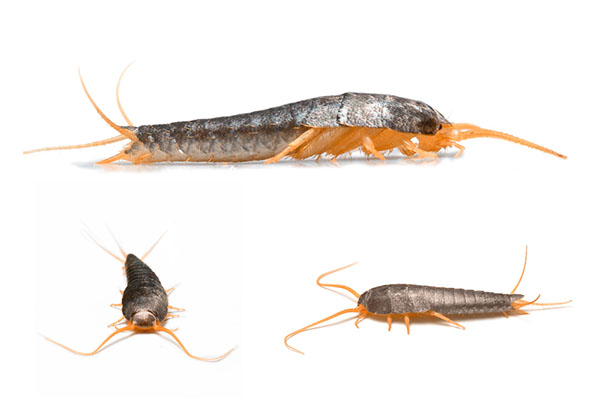 what do silverfish look like