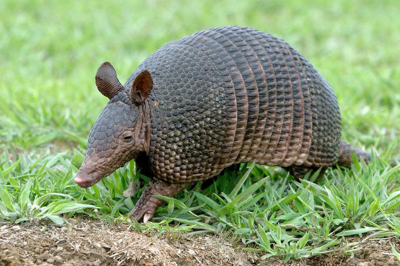 closeup of armadillo