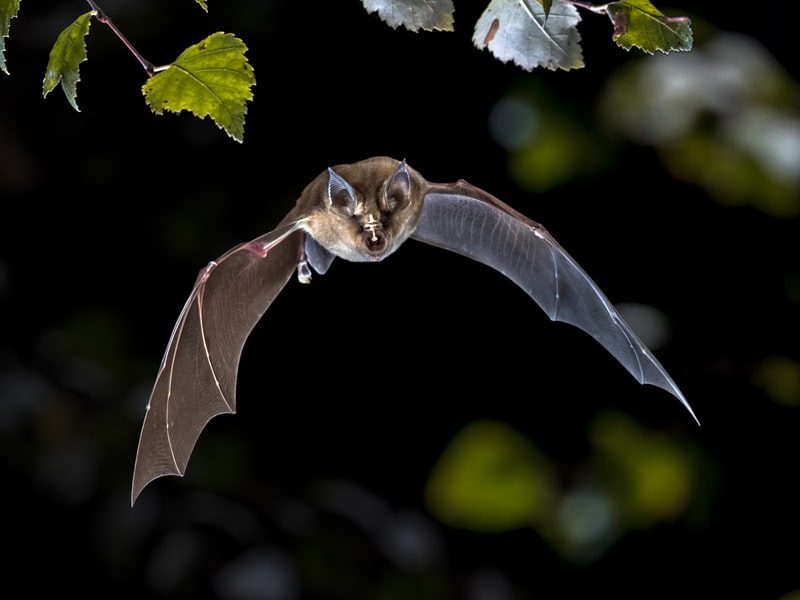 bat flying at night