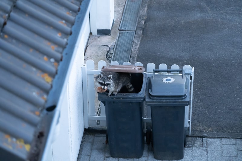 racoon in a trash can