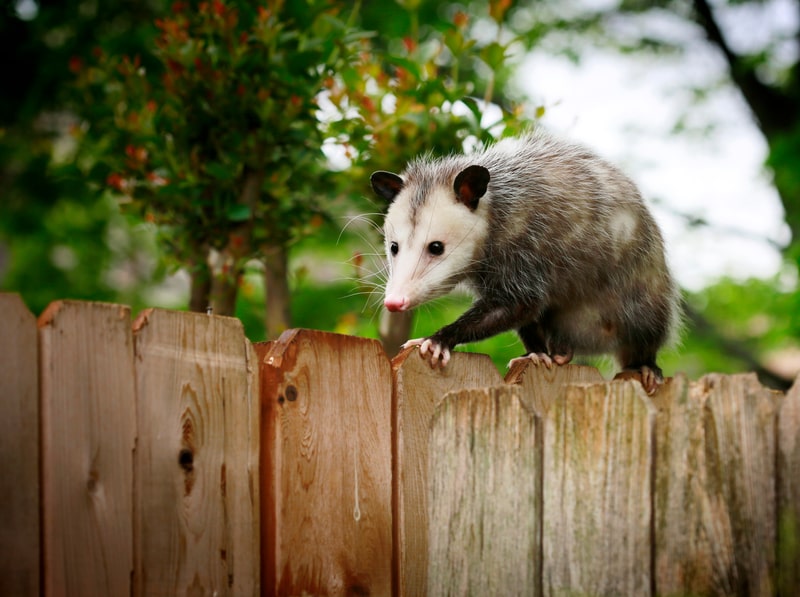 opossum on fence