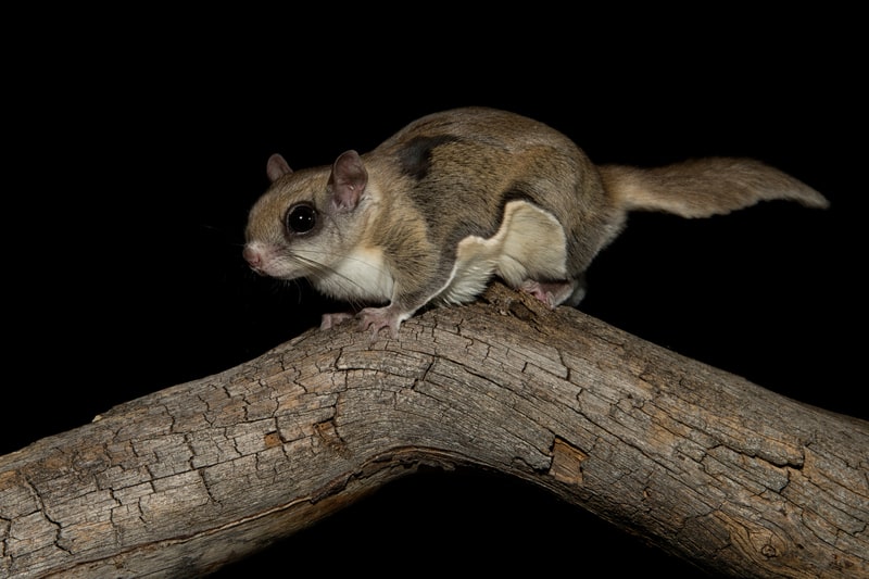 flying squirrel