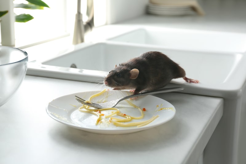 rat in kitchen on plate with scraps of food