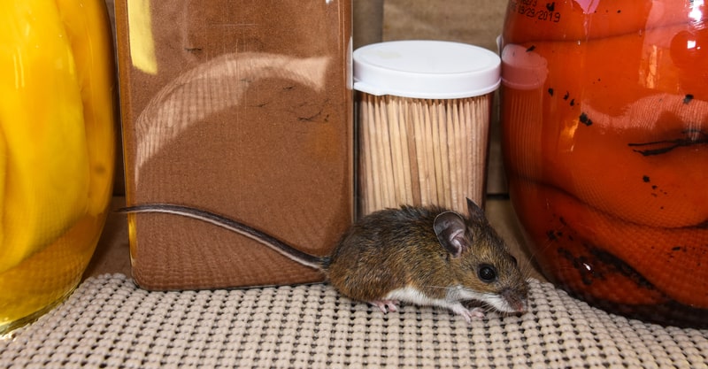 mouse in pantry