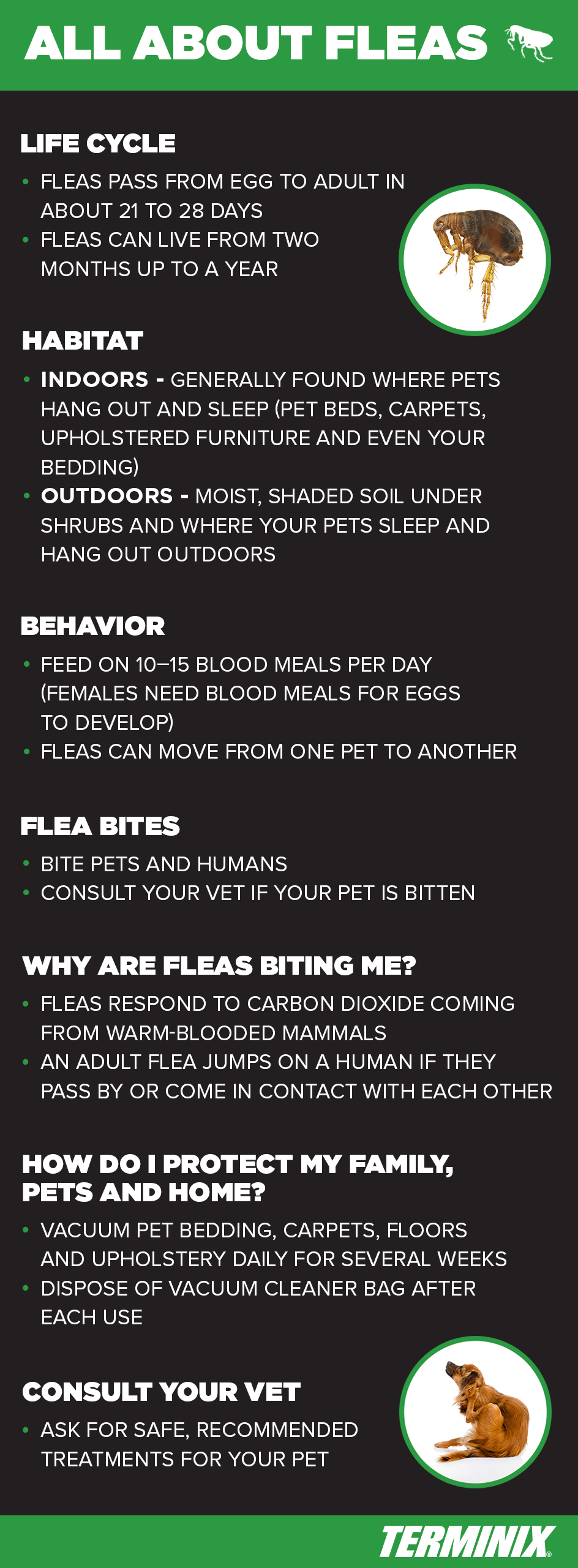 all about fleas