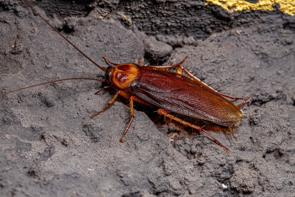 american cockroach outside