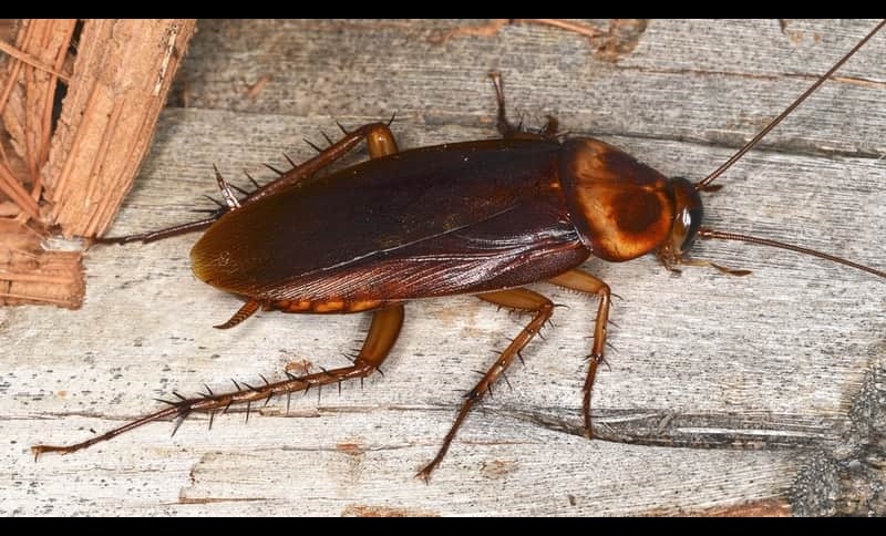 american cockroach