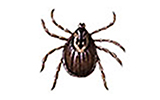 american dog tick