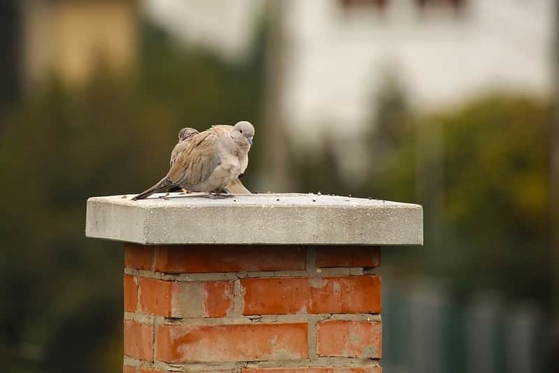 animal in chimney