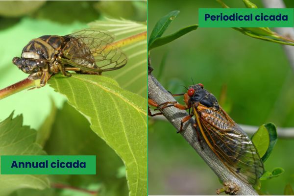 annual cicada and periodical cicada